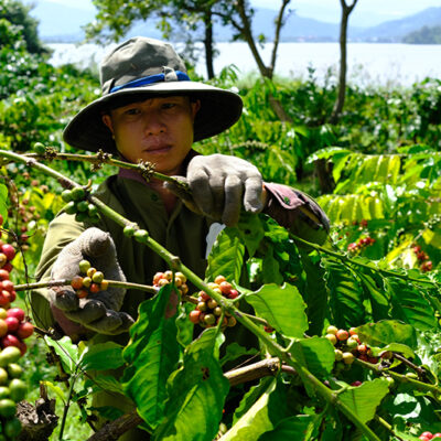 Vietnamese coffee farmer