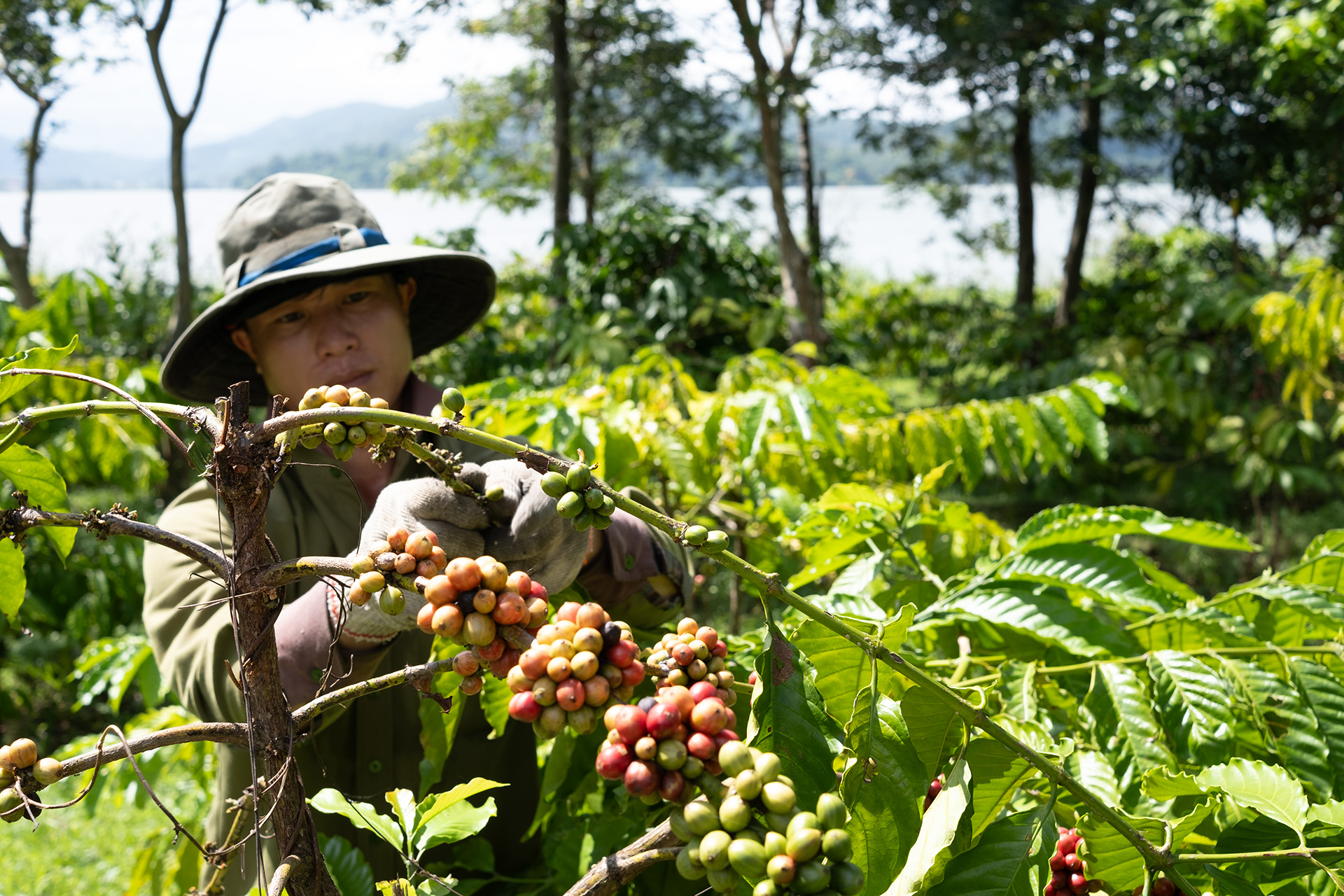 Coffee farming hands