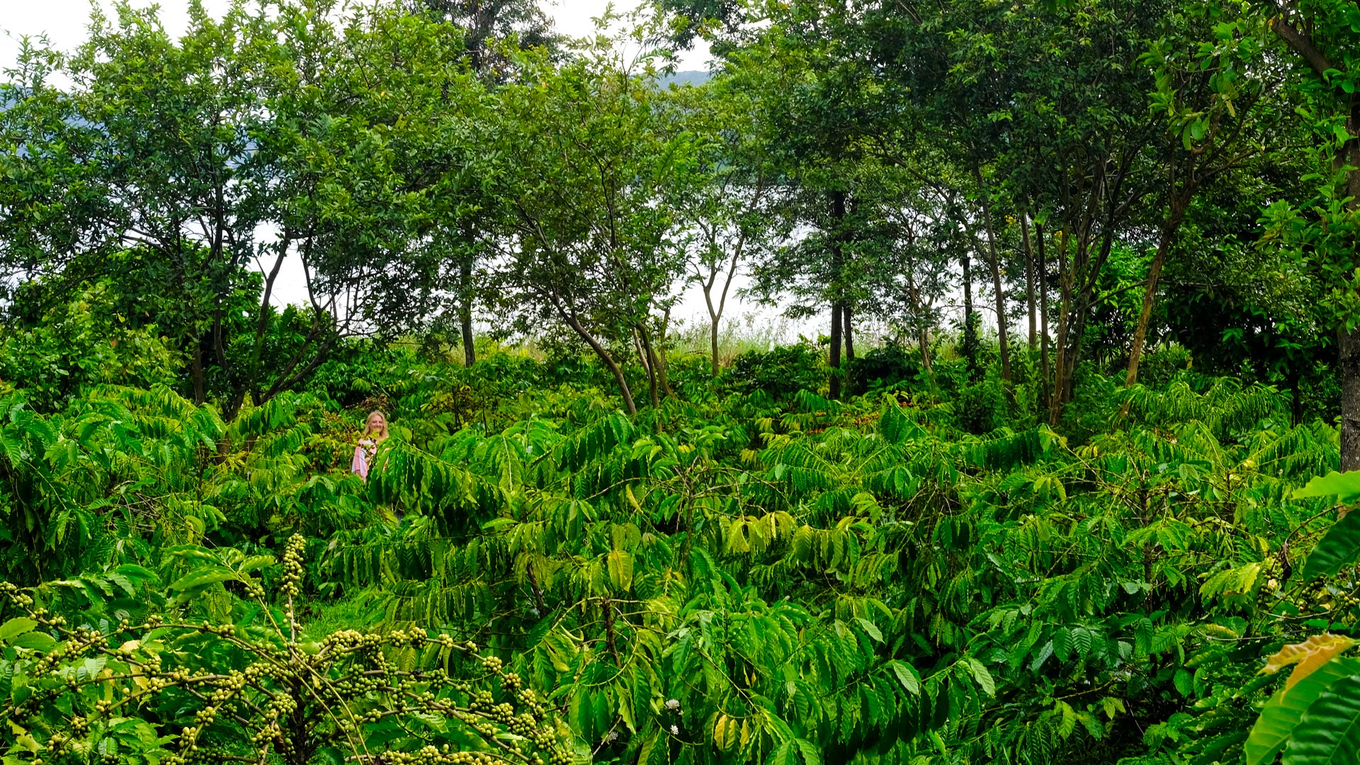 Alice stands chest-deep among coffee plants heavy with green cherries on a polyculture farm in Vietnam&rsquo;s Central Highlands, fruit and timber trees rising over the coffee and a lake showing through the trunks behind her.