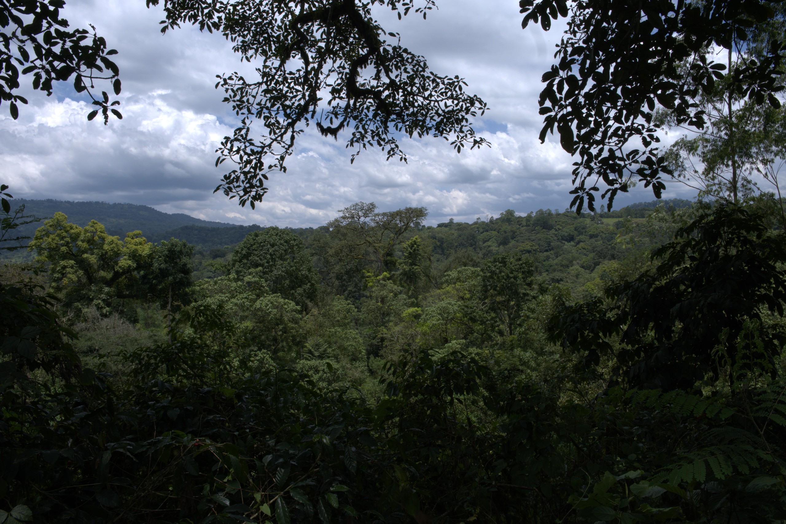 Forest canopy over a valley in Ethiopia