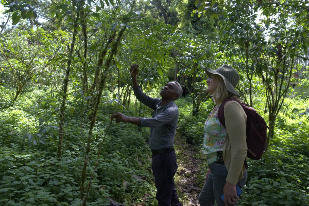 Mesfin on his farm in Bonga, reaching up to show Alice a coffee branch